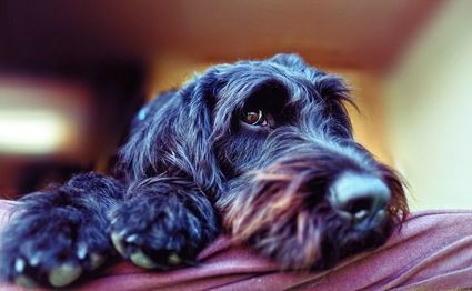 Labradoodle - pies przewodnik dla alergików