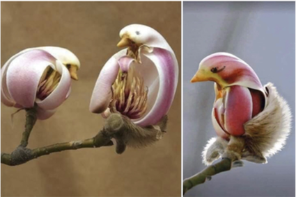 Kwiaty jak ptaki - chiński cud natury