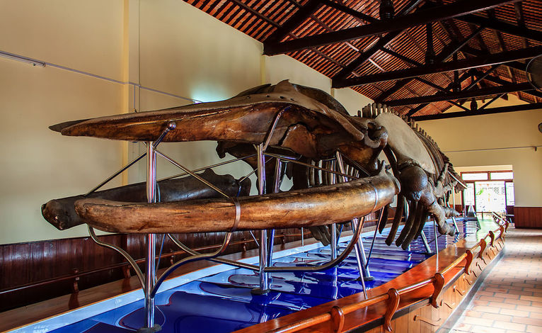 Van Thuy Tu - to w tej świątyni jest największy szkielet wieloryba w Azji Południowo - Wschodniej
