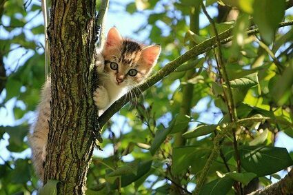 Jak odstraszyć obce koty od ogrodu tak, aby nie zrobić im krzywdy
