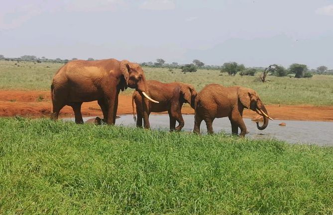 Słonie w Tsavo