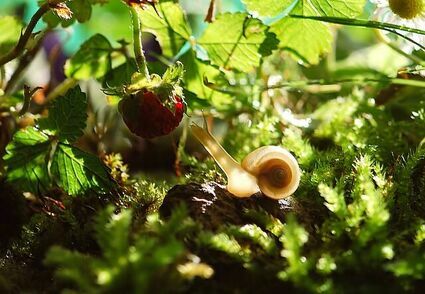 Jak pozbyć się skutecznie ślimaków z ogrodu?