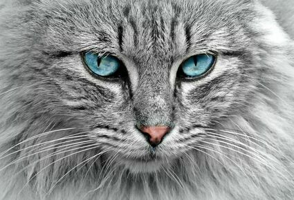 Koty - niezwykłe zwierzęta. Ich kolor może mieć wpływ na życie właścicieli!