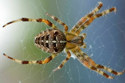 Co oznacza spotkanie z pająkiem?