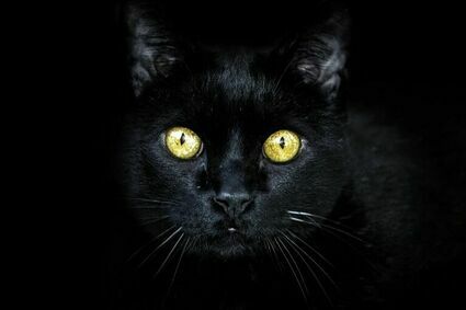 Czy czarne koty przynoszą pecha?