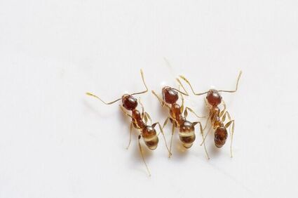 Inwazja mrówek - domowe metody na odparcie natarcia