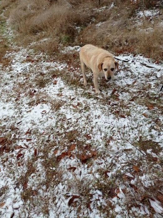 
                                                    Znaleziono psa w okolicach Dunajek
                                                