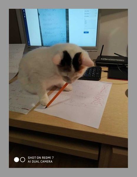 
                                                    kot z długopisem
                                                