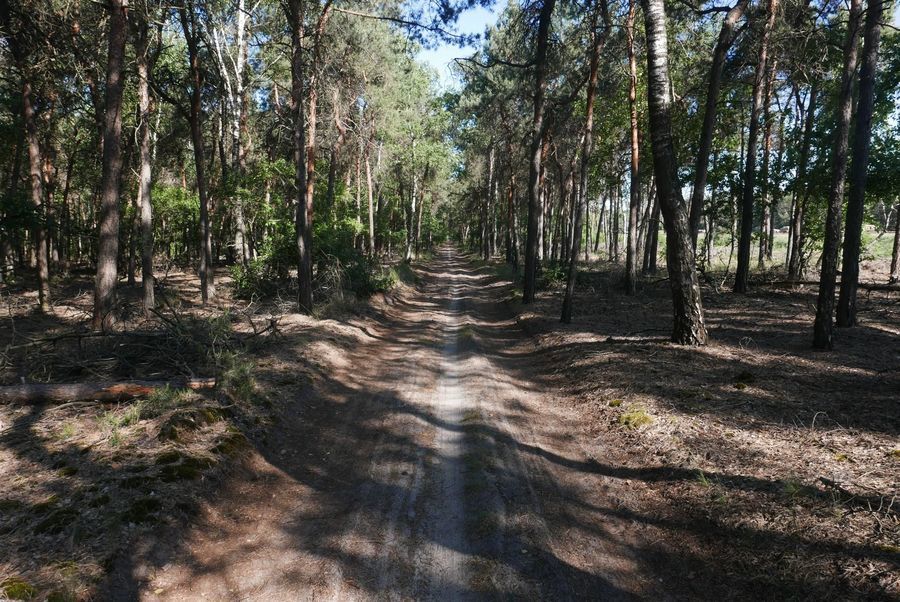 leśna droga prowadząca z Puław do Gołębia