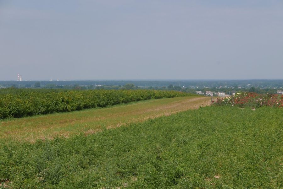 panorama, widok na okoliczne pola