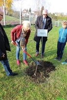 Cztery klony na 100 lecie Niepodległości