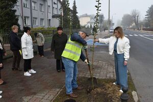 Nasadzenia drzew w Krasnymstawie