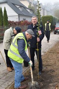 Nasadzenia drzew w Krasnymstawie