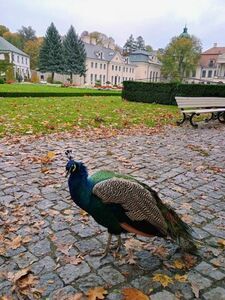 Senior ciekawy świata - wycieczka do Muzeum Zamoyskich w Kozłówce