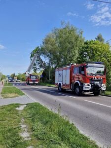 Wycinka drzew Lwowska