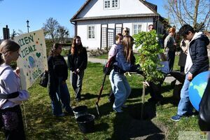 Obchody Dnia Ziemi w Krasnymstawie 2026. Zasadzenie klonu palmowego