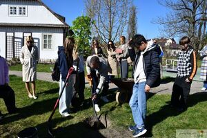 Obchody Dnia Ziemi w Krasnymstawie 2026. Zasadzenie klonu palmowego