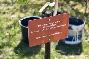 Obchody Dnia Ziemi w Krasnymstawie 2026. Zasadzenie klonu palmowego