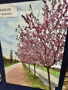 Wiosna w obiektywie - Gmina Krośniewice