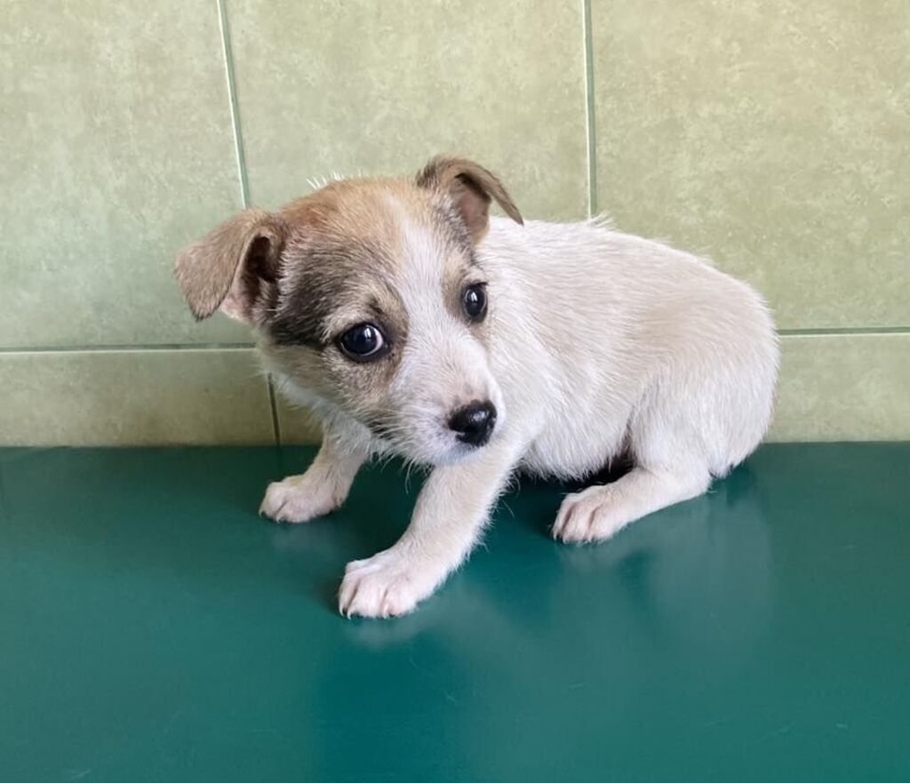 
                                                       Szczeniaczki do adopcji
                                                