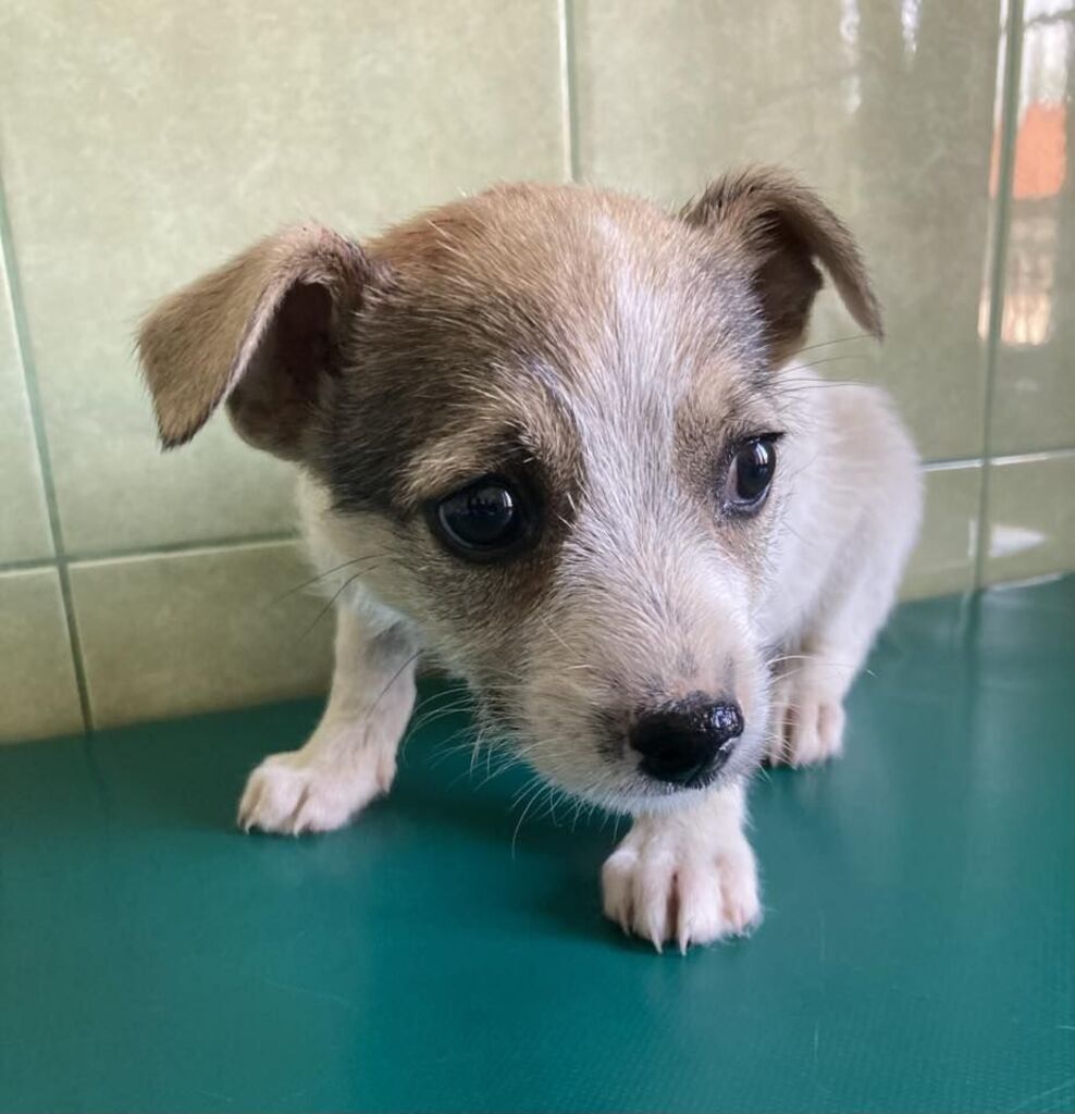 
                                                       Szczeniaczki do adopcji
                                                