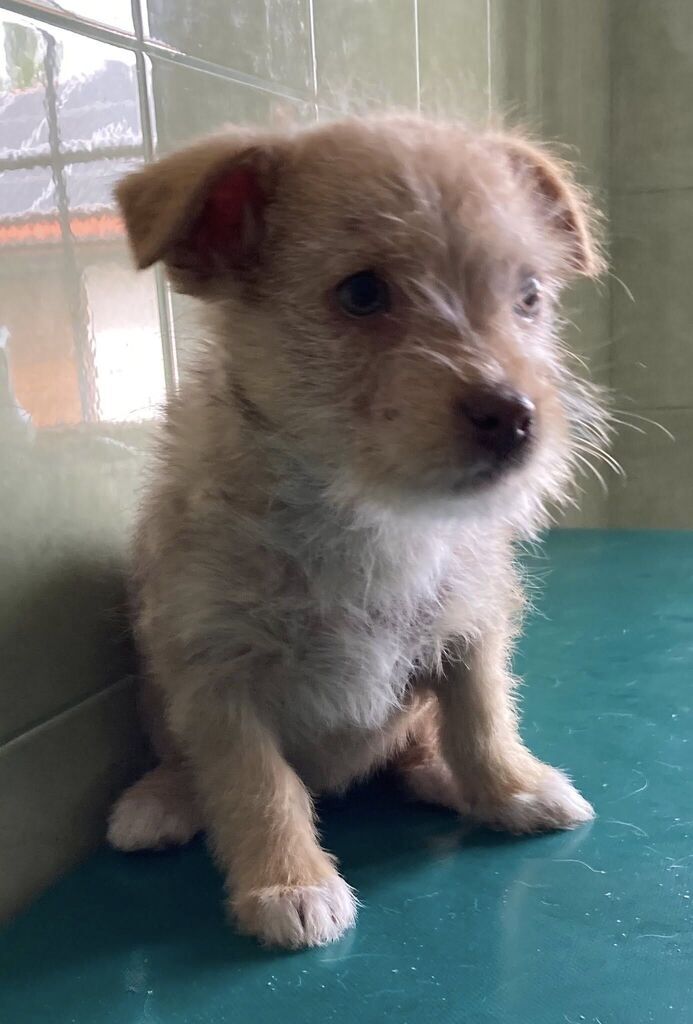 
                                                       Szczeniaczki do adopcji
                                                