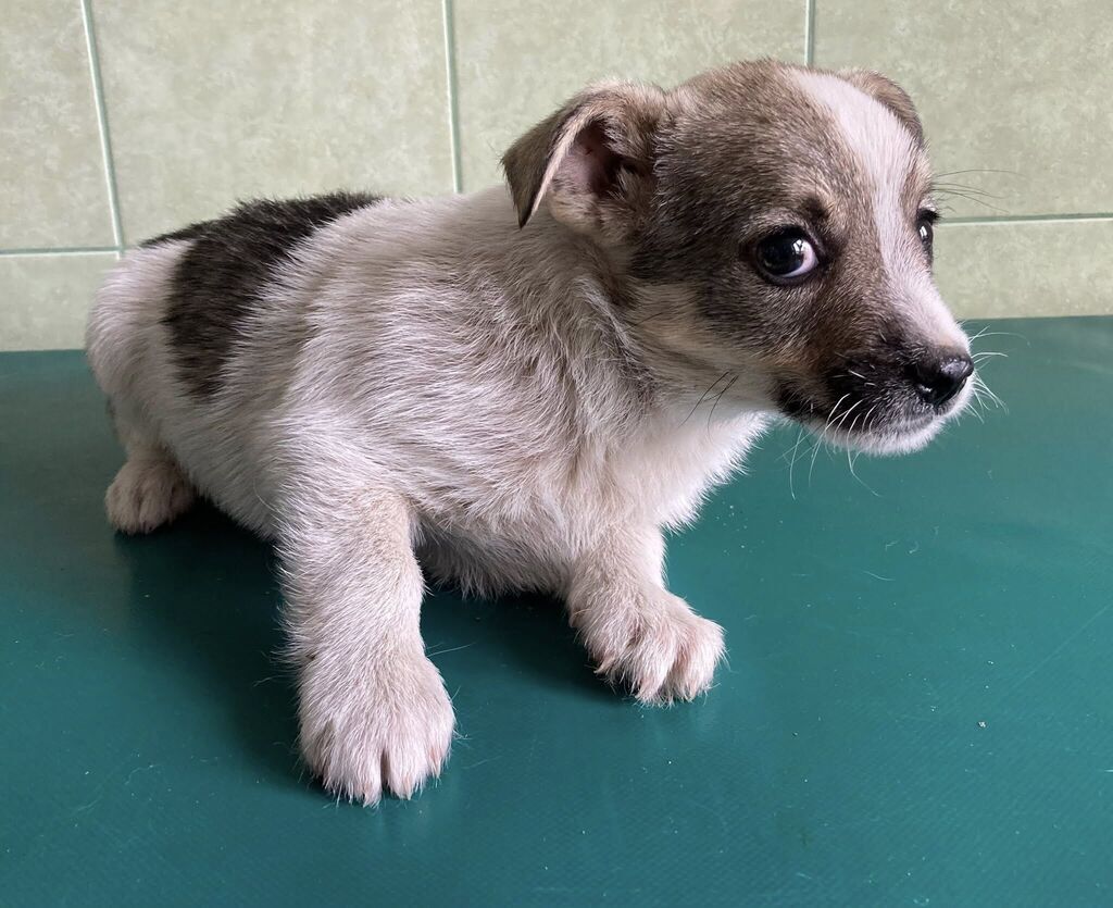
                                                       Szczeniaczki do adopcji
                                                