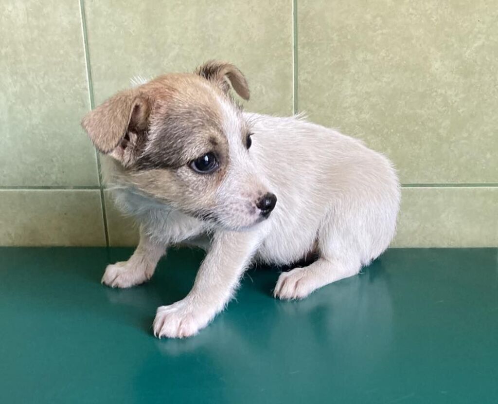 
                                                       Szczeniaczki do adopcji
                                                