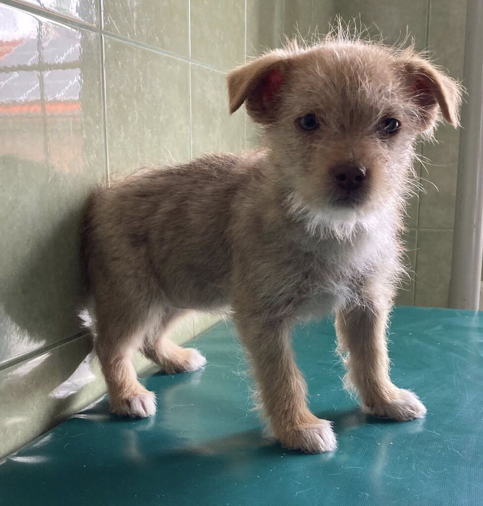 
                                                       Szczeniaczki do adopcji
                                                