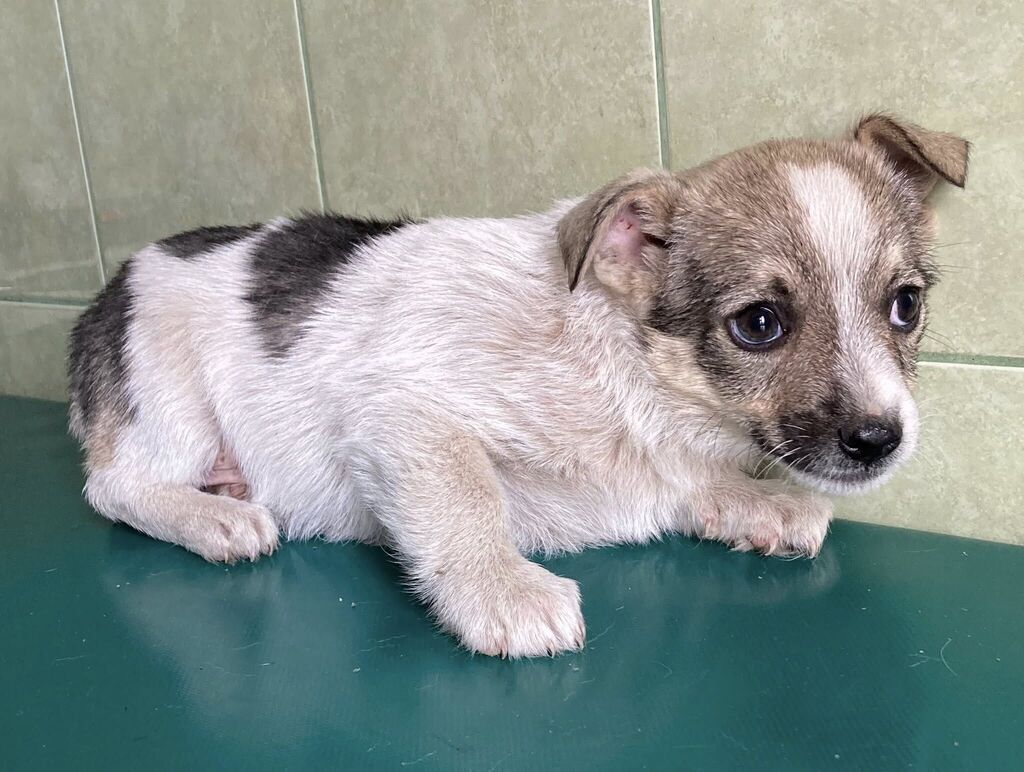 
                                                       Szczeniaczki do adopcji
                                                