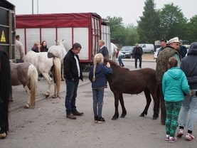 Tłumy na targach końskich w Pajęcznie