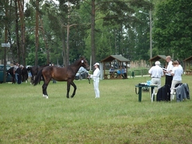 Wystawa Koni Śląskich