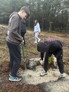 
                                                    Akcja sadzenia lasu sosnowego
                                                