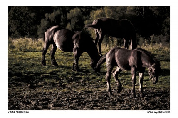 Plener fotograficzny fotografii ojczystej pt. Czas dojrzewającego chleba