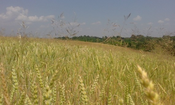 Trasa turystyczna Puławy - Zbędowice - Parchatka - Bochotnica