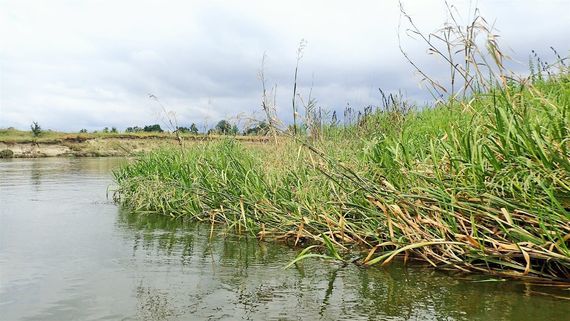 Spływ Wieprzem 