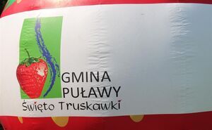 Truskawkobranie w Gminie Puławy