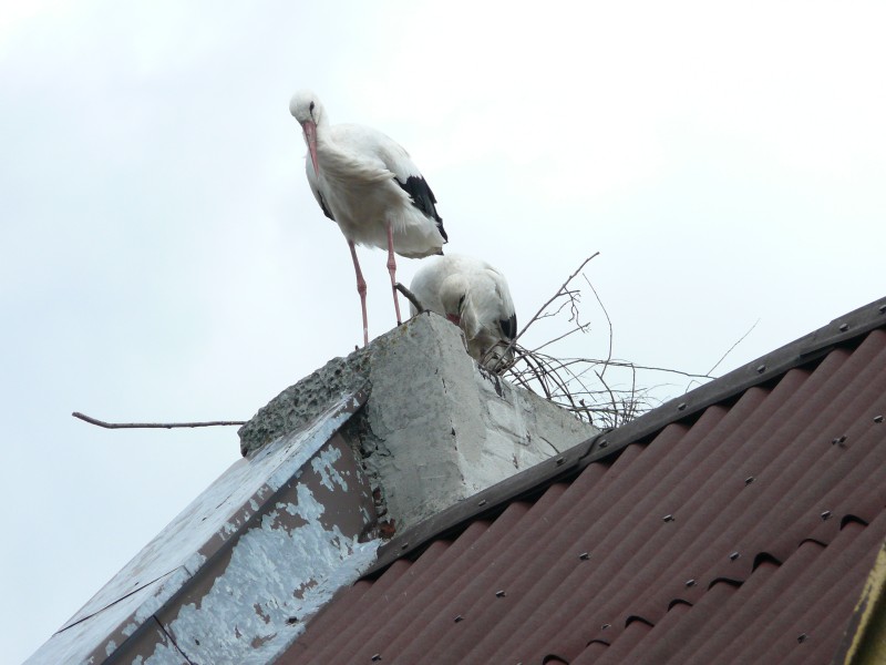 Bociany w Raszkowie po 30-tu latach.