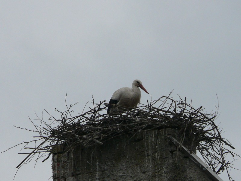 Raszkowskie bociany