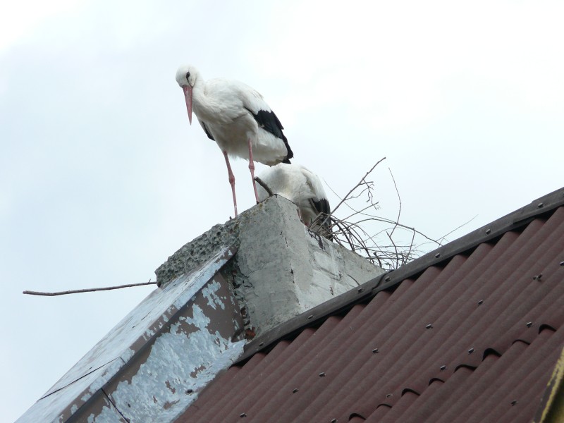 Raszkowskie bociany