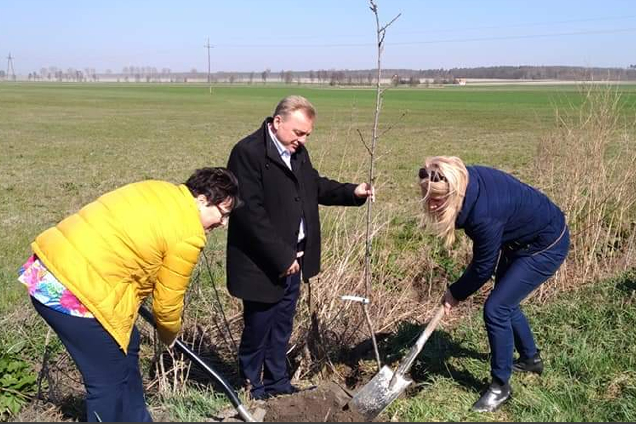 Czereśniowa aleja w Ligocie