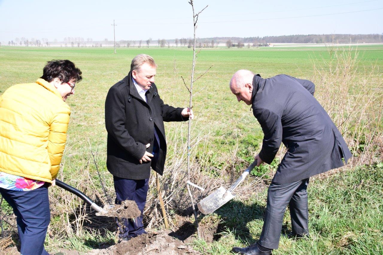 Czereśniowa aleja w Ligocie