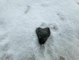 „Pierwszy Walentynkowy Rajd Górnika” w Zespole Szkół w Strzegomiu