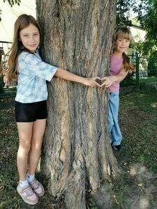 Uczymy się kochać drzewa