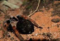 Fascynujący świat pająków i skorpionów.