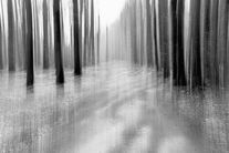 czerno-białe- pnie drzew, mgła