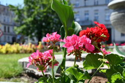 Plac Jana Pawła II w pięknych kwiatach 