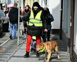 Piknik dla bezdomniaków