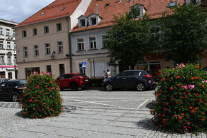 Kwiaty zdobią miasto