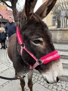 Jarmark Bożonarodzeniowy 2024